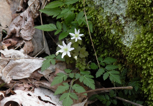 Rue Anemone